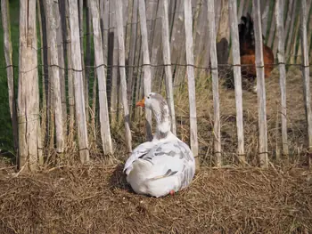 Lens Polder kinderboerderij in Nieuwpoort (Belgie)